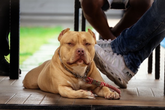 Procura-se fêmea american bully para cruzamento