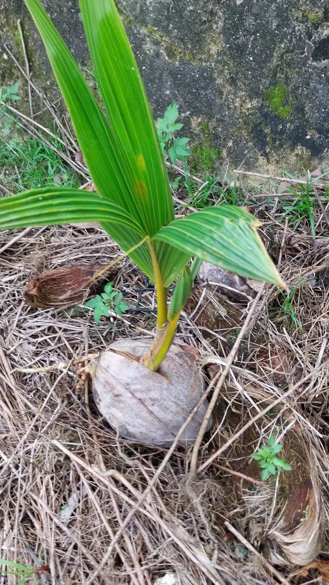 Muda coqueiro gigante 
