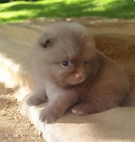 Filhote de Lulu Pomerânia  - Foto 3