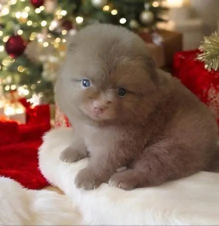 Filhote de Lulu Pomerânia 