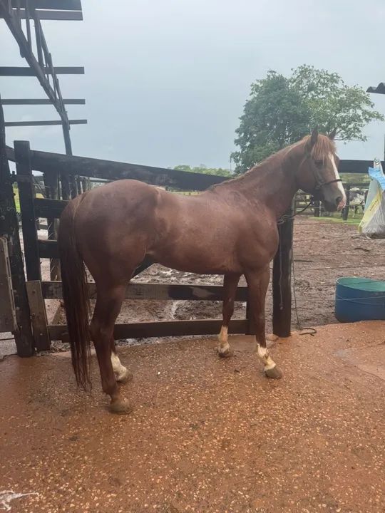 Quarto de milha capa de revista  - Foto 2