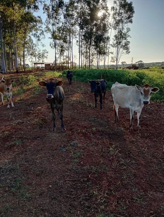 Bezerras e novilhas da raça Jersey 