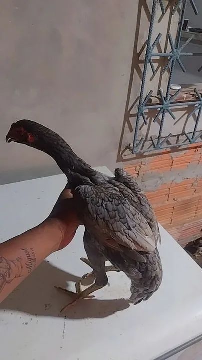 Vendo galinhas e frangos indiano 