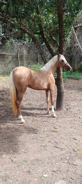 Vendo potro neto do fator  - Foto 3