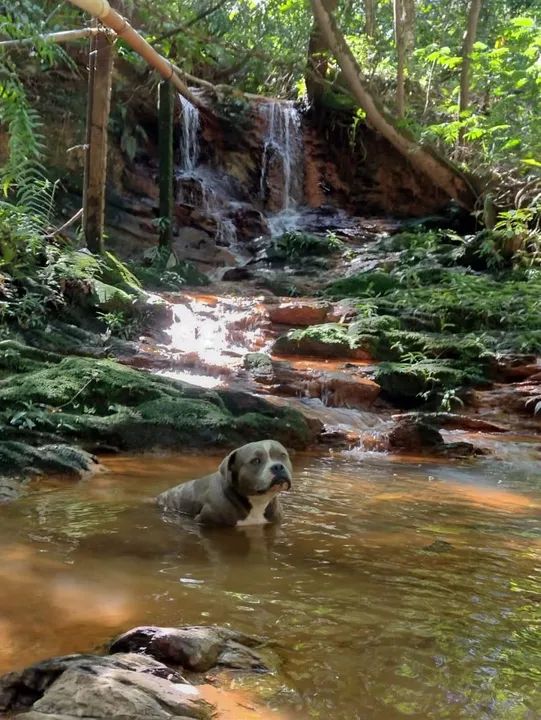 Chácara para alugar por diária ou temporada  - Foto 9