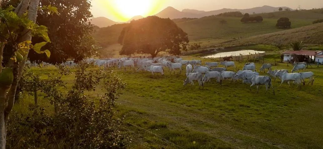 Área de pastagem.  ( PASTO) - Foto 2