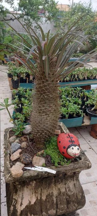 Palmeira de madagascar  - Foto 3