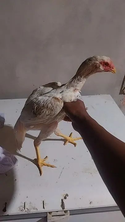 Vendo galinhas e frangos indiano  - Foto 2