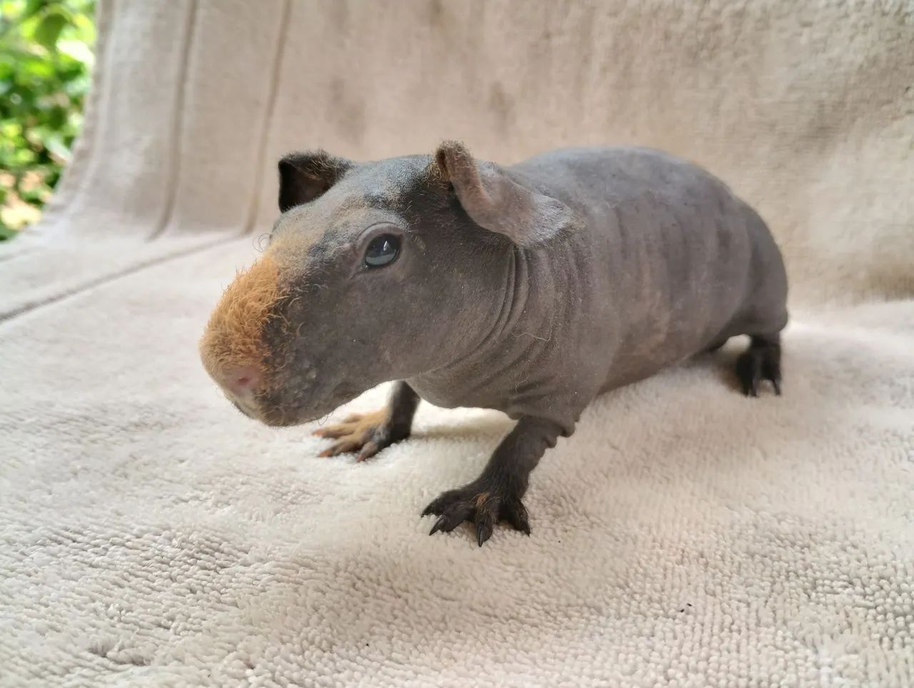 Promoção de Skinny Pigs - Foto 4