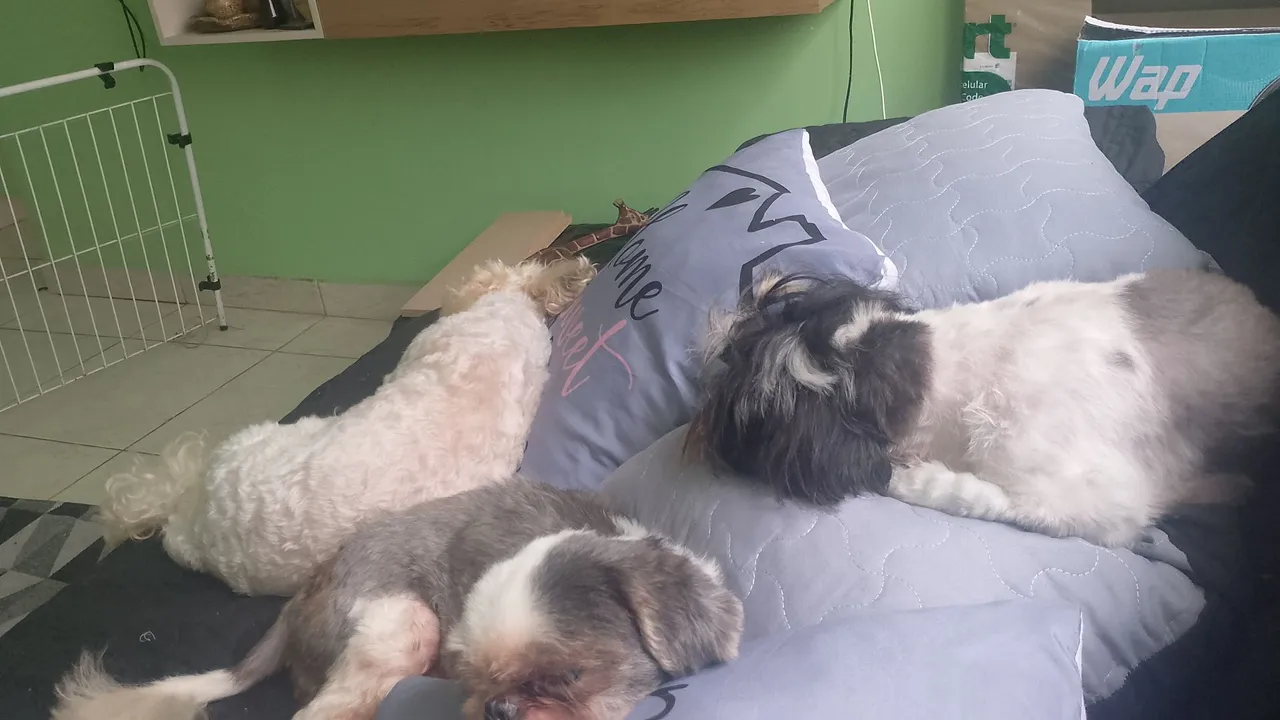 Doação de Shitzu Fêmea e macho adultos