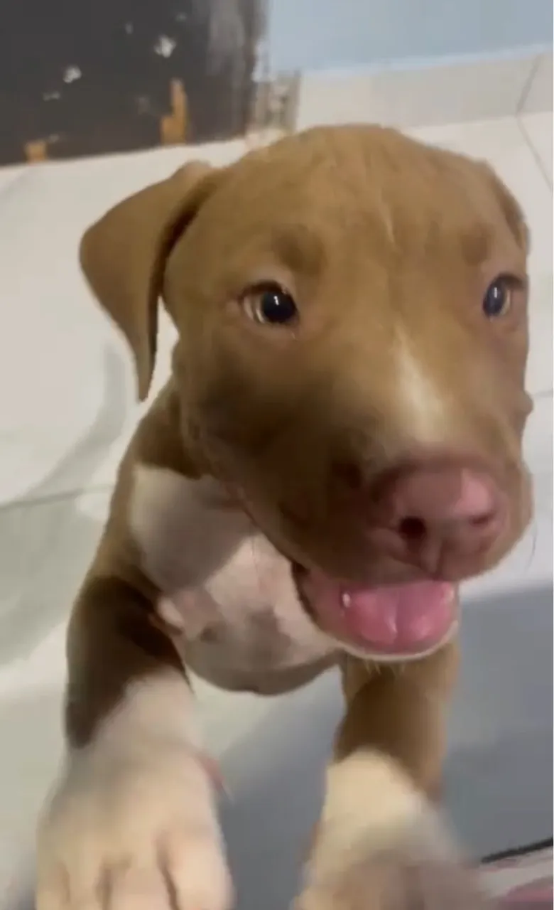 Filhote de Pitbull macho