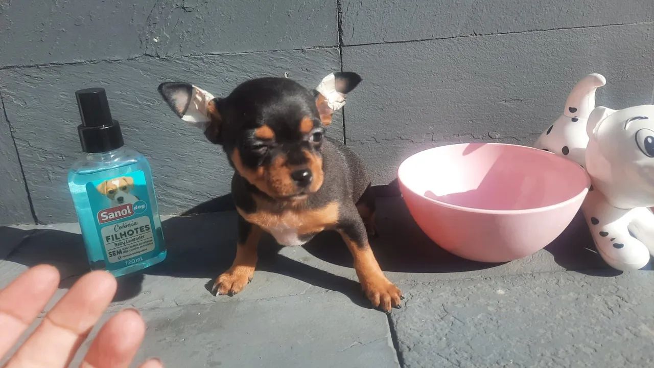 Pinscher 00 perfeitos filhotes black in tan com garantia e procedência - Foto 2