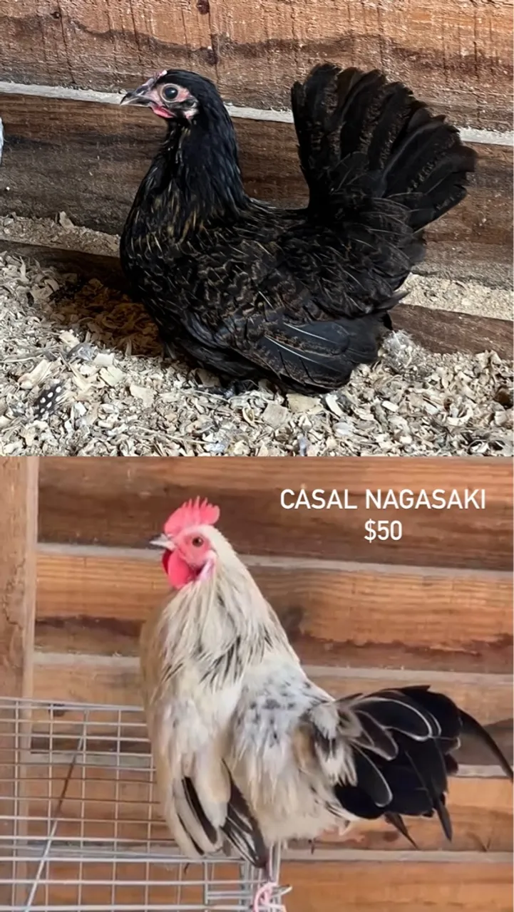 Galinha e Galo Casal Nagasaki - R$50