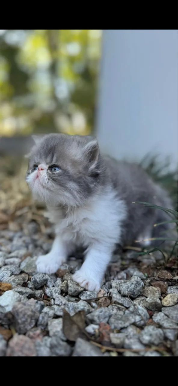 Gato persa macho puro