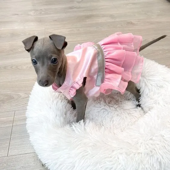 Linda Filhote de Galgo Italiano