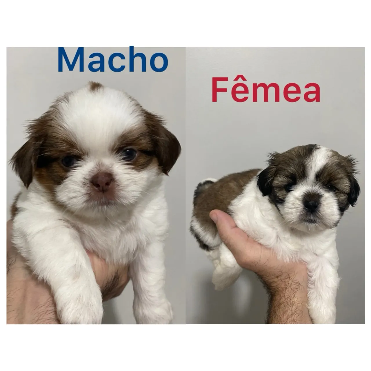 Filhotes Shih Tzu - Macho e Fêmea