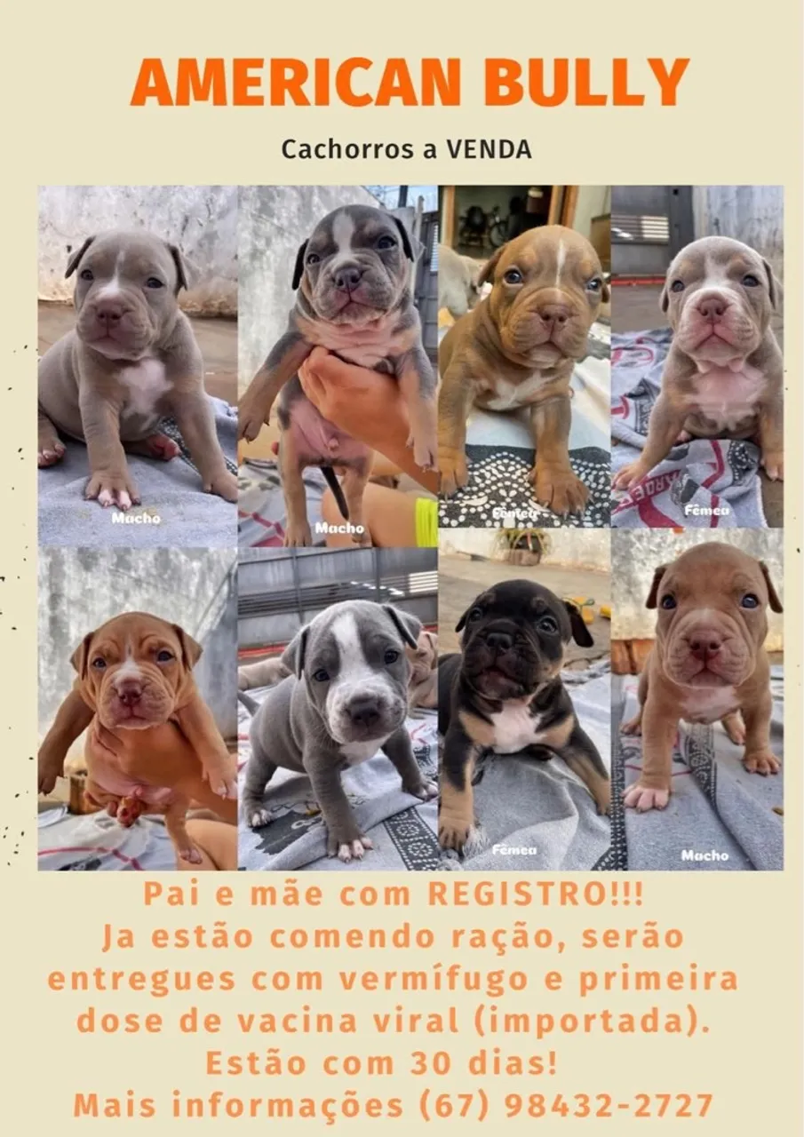 Filhotes American Bully a Venda -com registro