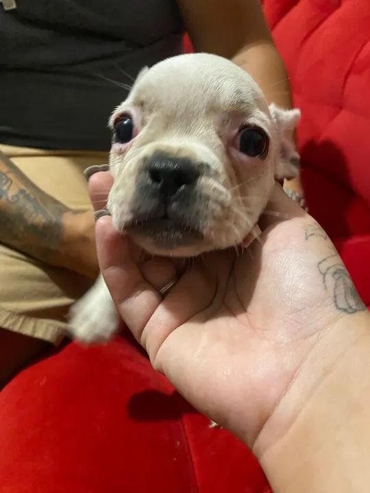 Bulldog Francês  - Foto 2