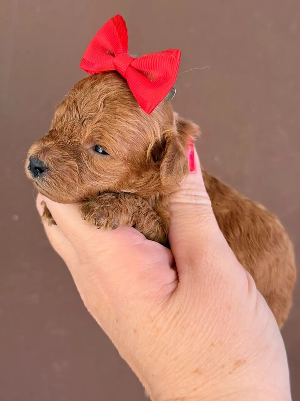 Poodle Toy Red Vendas |  - Foto 2
