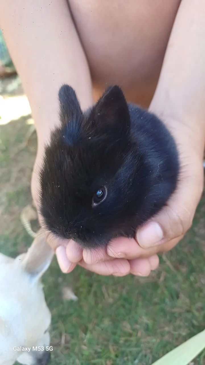 Coelhinho Preto Filhote - Fofo e Charmoso!