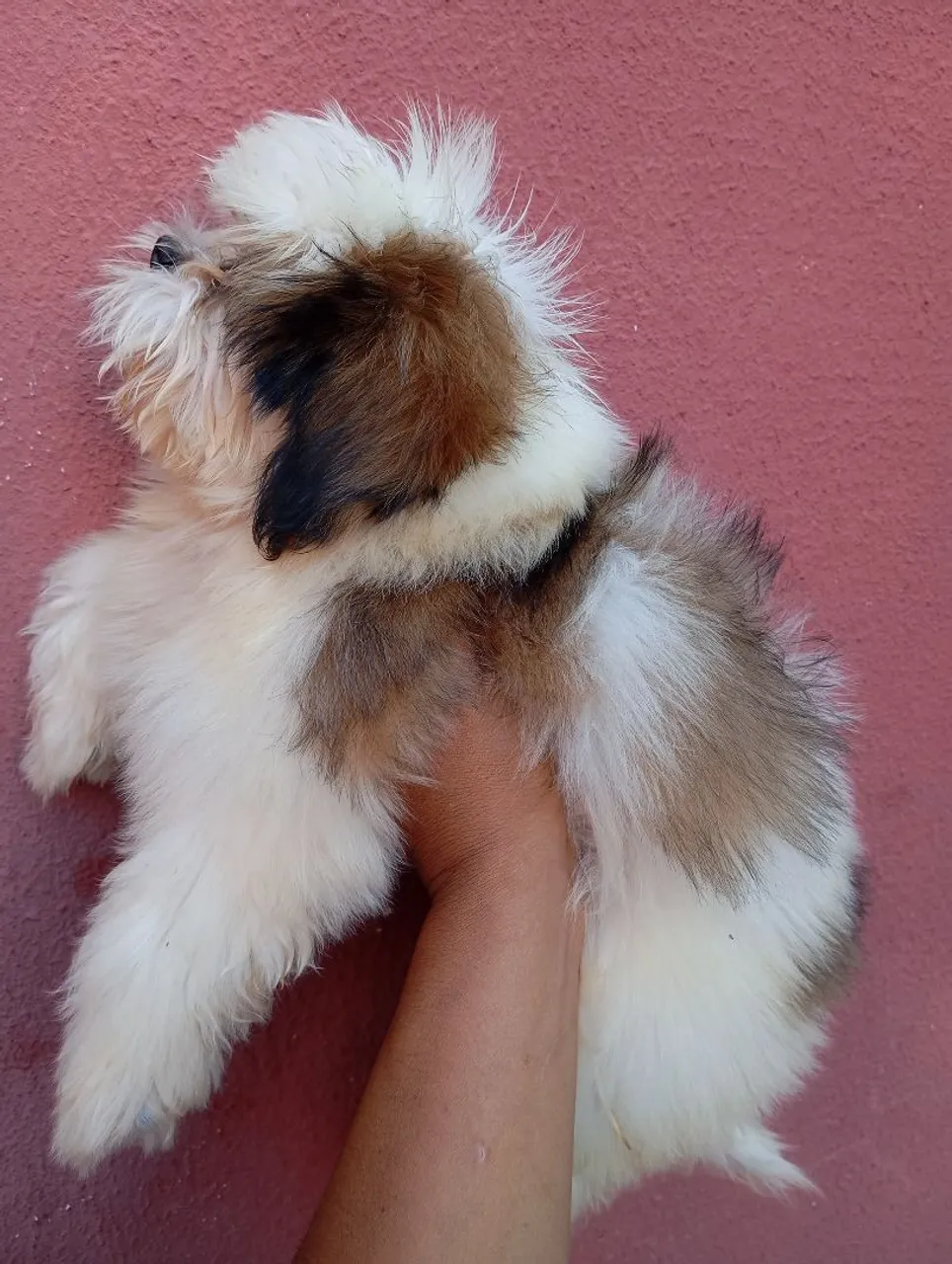 Filhote Shih Tzu Macho