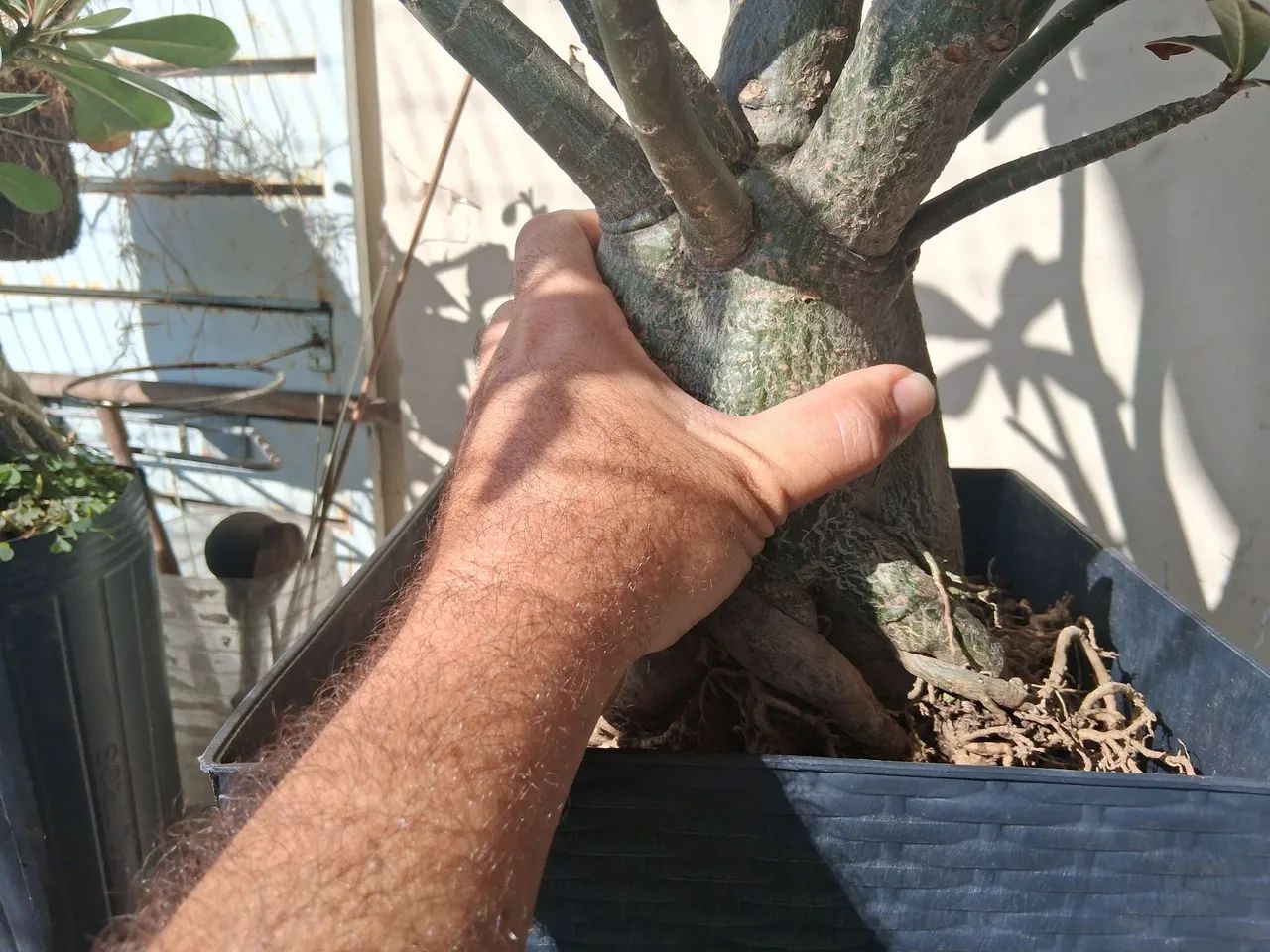 Rosa  do Deserto  - Foto 4