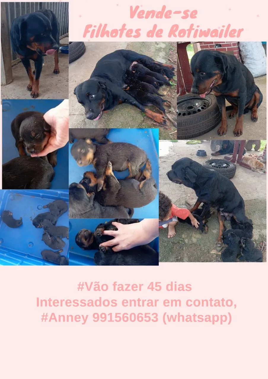 Filhotes de Rottweiler à venda