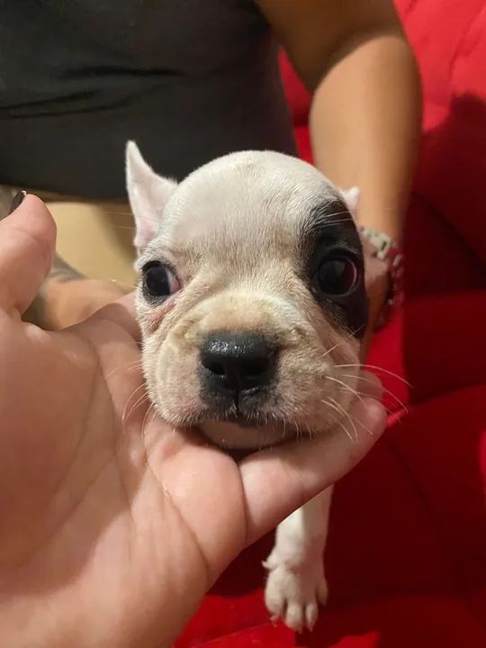 Bulldog Francês  - Foto 6