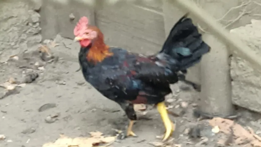 galinha