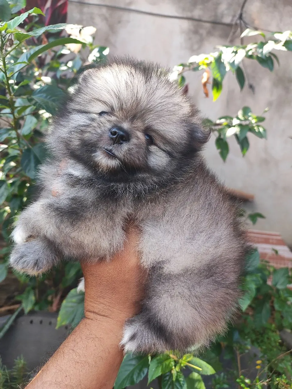 Filhote de Spitz Alemão - Pelúcia de 4 patas!