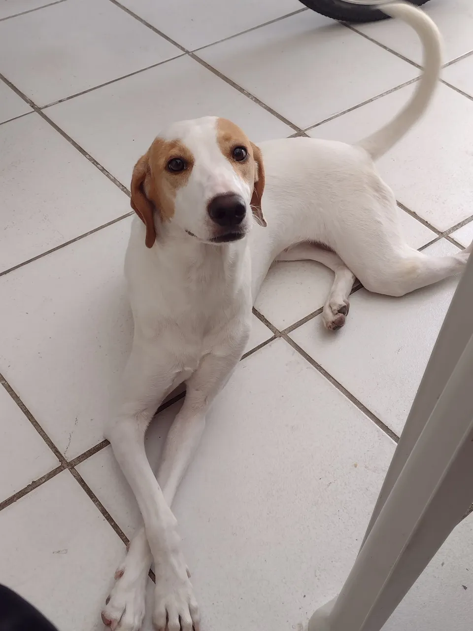 Cachorra,pra adoção 