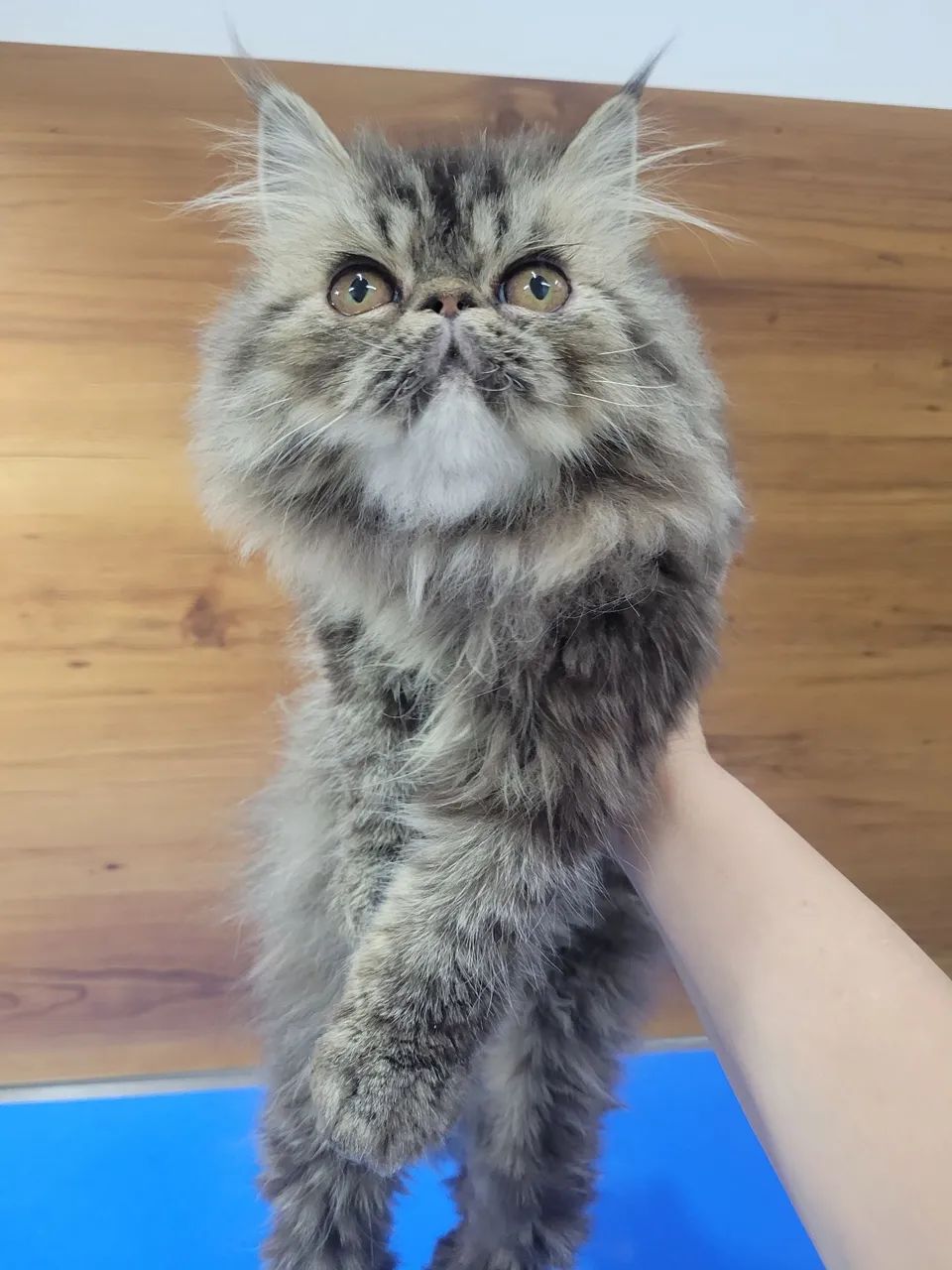 Filhote femea persa brown cl torbie - Foto 2