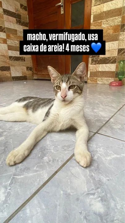 Gatinho 4 meses - macho, vermifugado