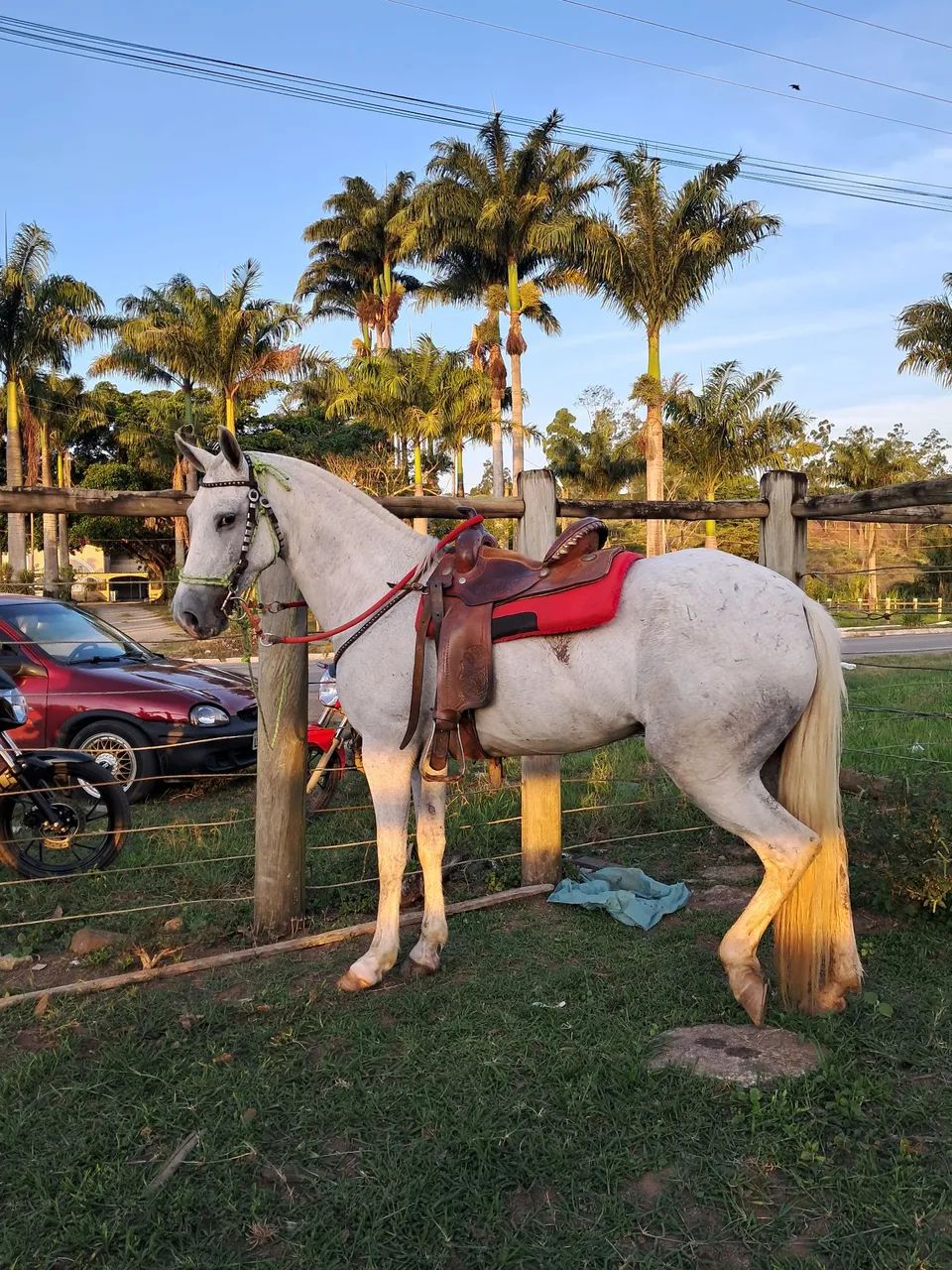 Egua marcha picada sem documento  - Foto 4