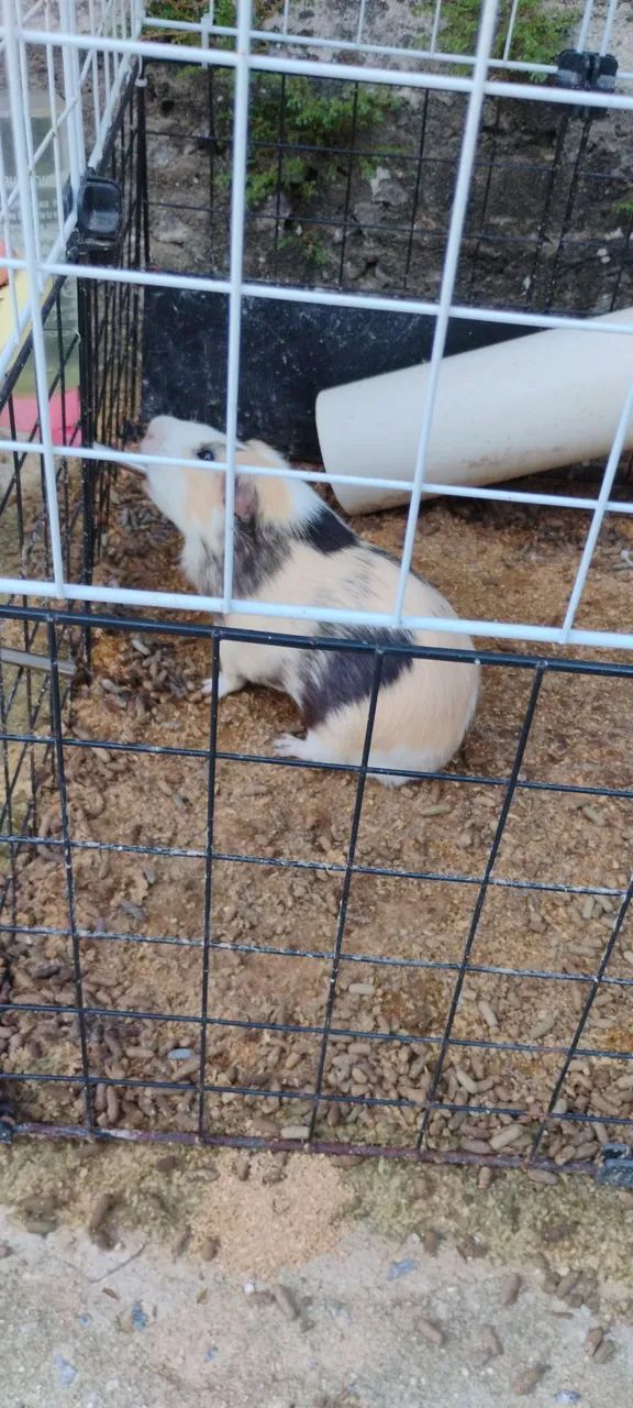 Vendo porquinho da Índia  - Foto 2