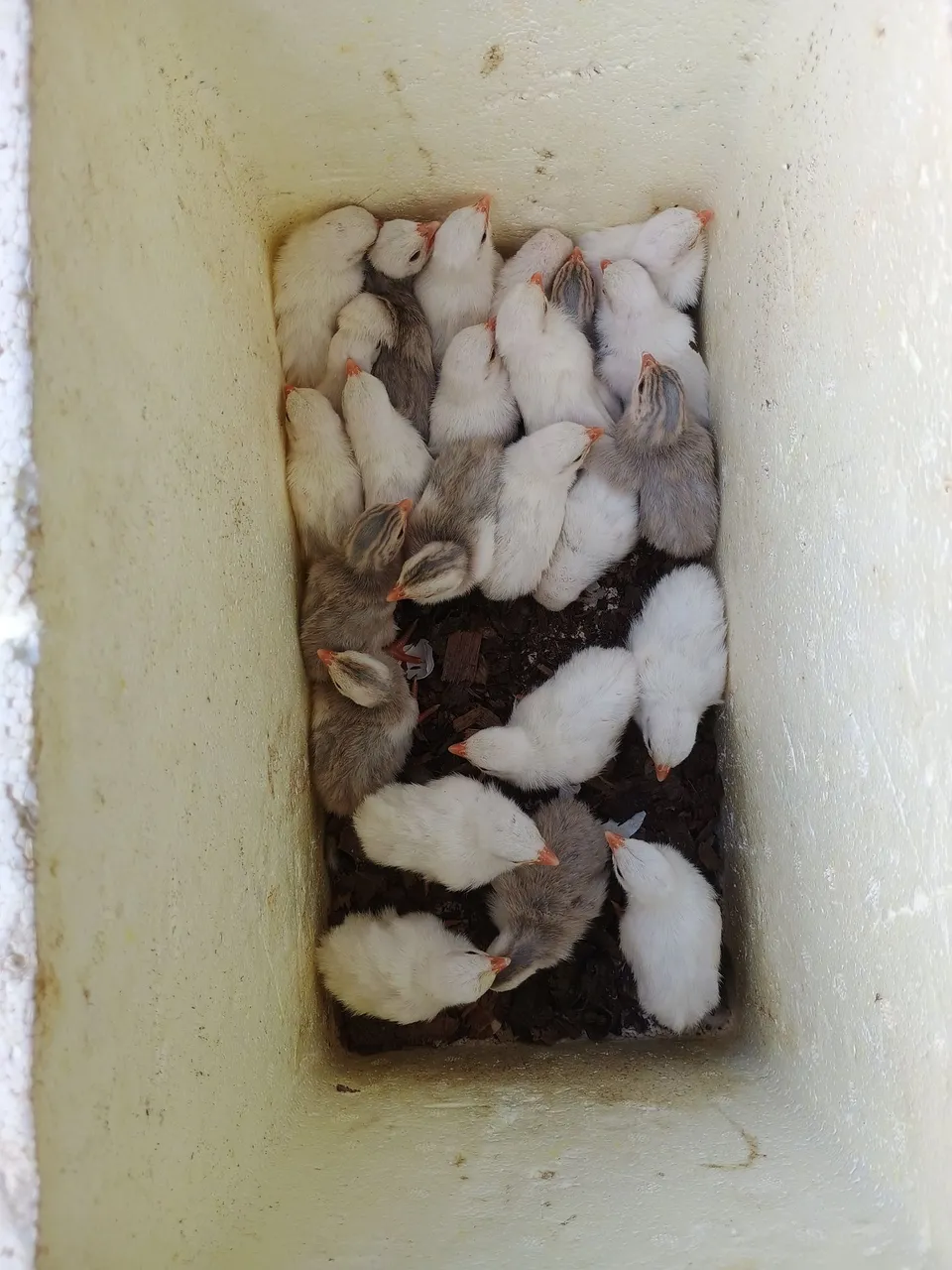 Filhotes de Galinha D'angola