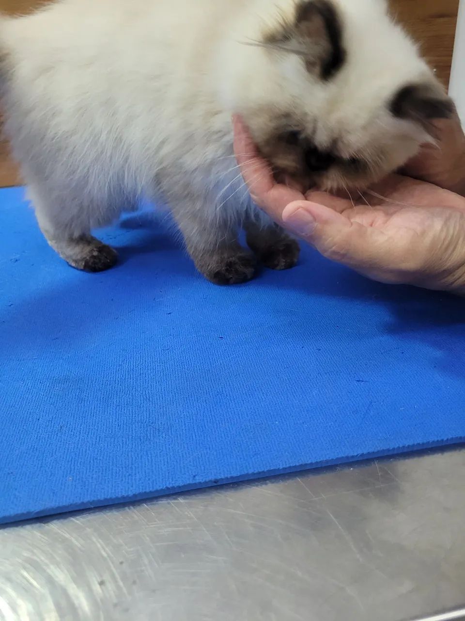 Gatinho Persa Himalaia femea - Foto 3