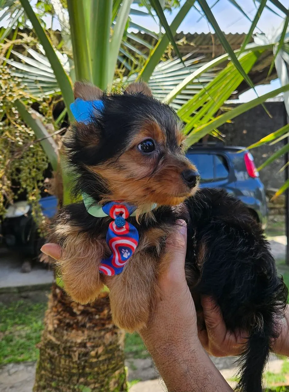 Lindo filhote de Yorkshire Terrier machinho