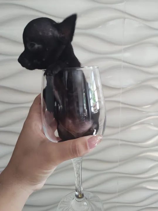 Vendo filhote fêmea de pinscher tamanho 0