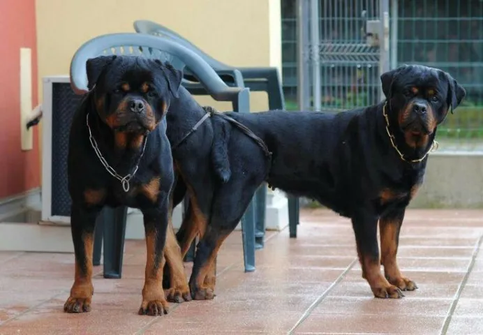Filhotes de Rottweiler com Genética Leste Europeu