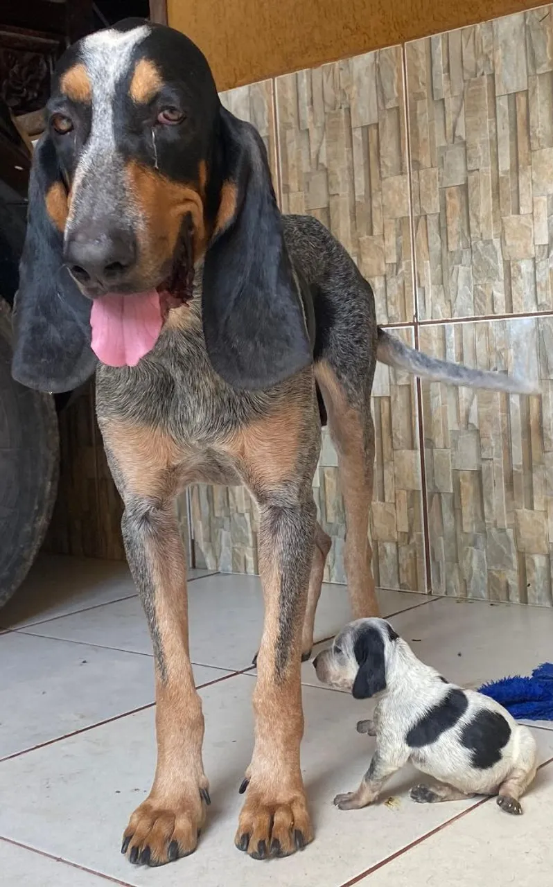 Filhote deAzul da Gasconha