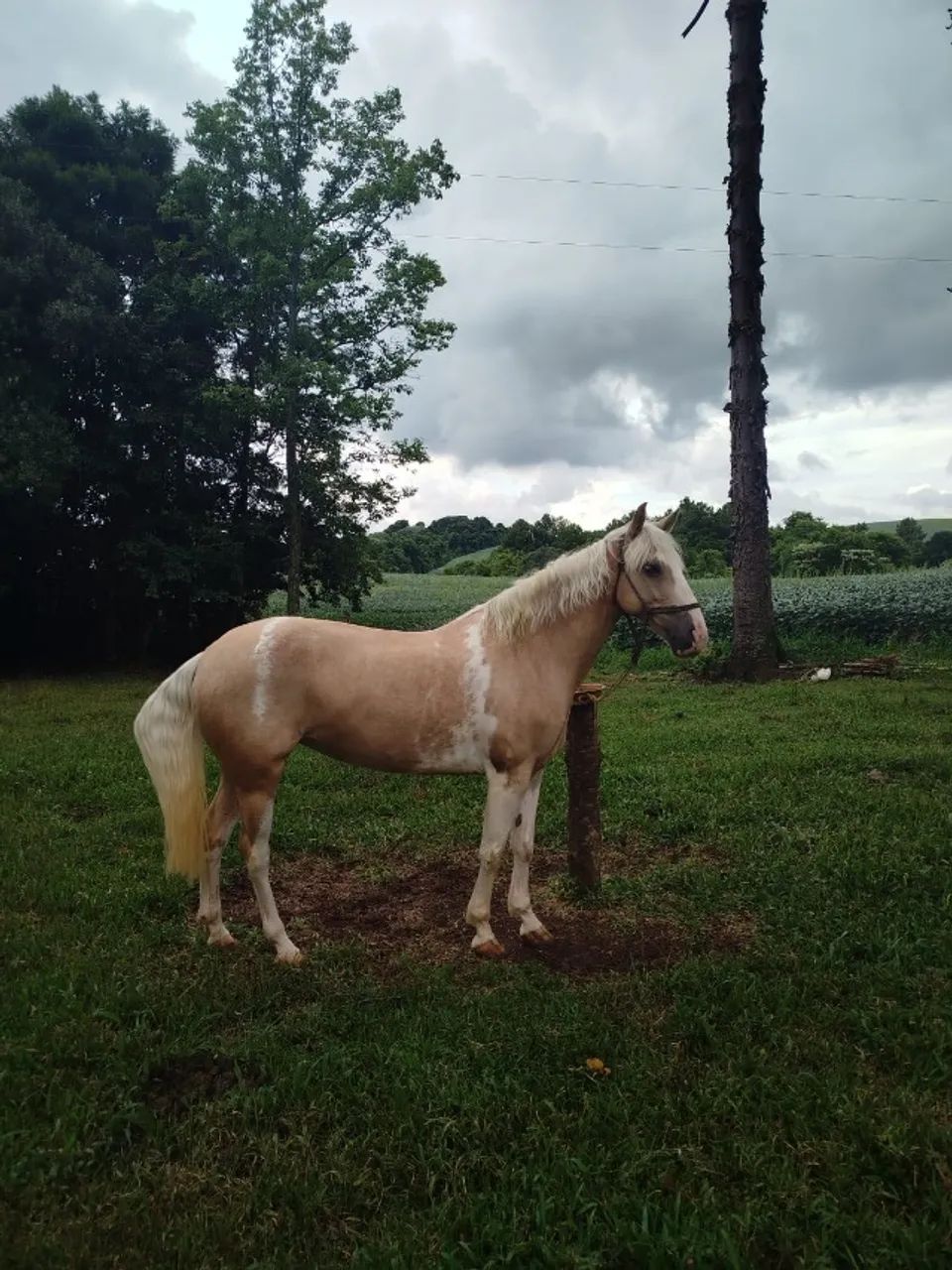 Égua Crioula  - Foto 4