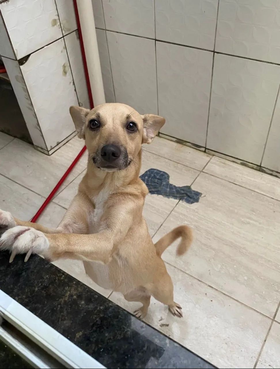Adoção cachorro - Foto 2