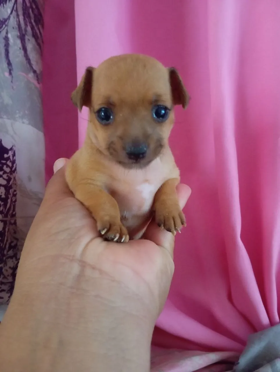 Pinscher fémia n1