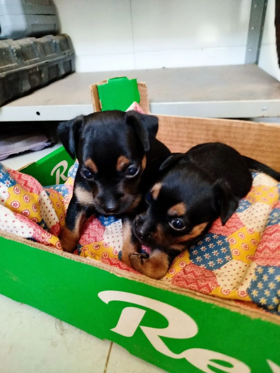 Filhotes de Pinscher para venda
