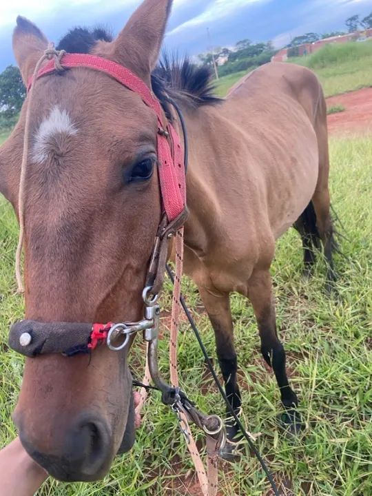 Egua piquira nova - Foto 3