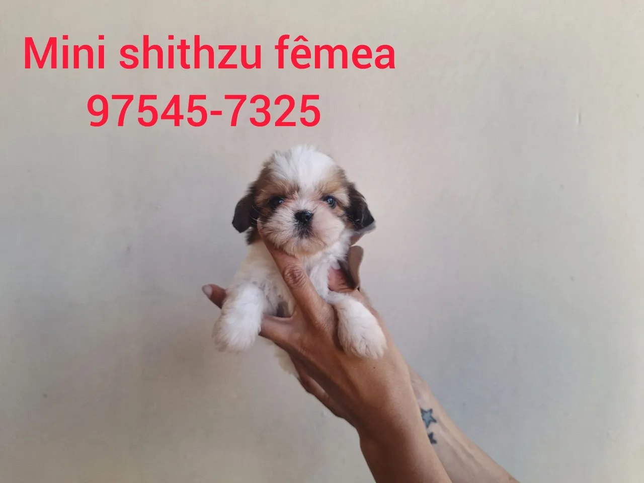 Mini Shih Tzu com garantia de saúde