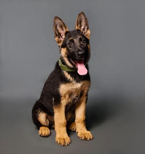 Filhotes de Pastor Alemão