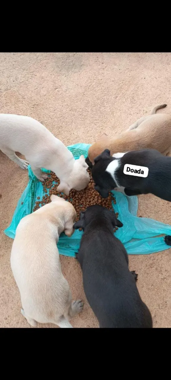 Filhotes de cães - Peludos e Cheios de Amor!