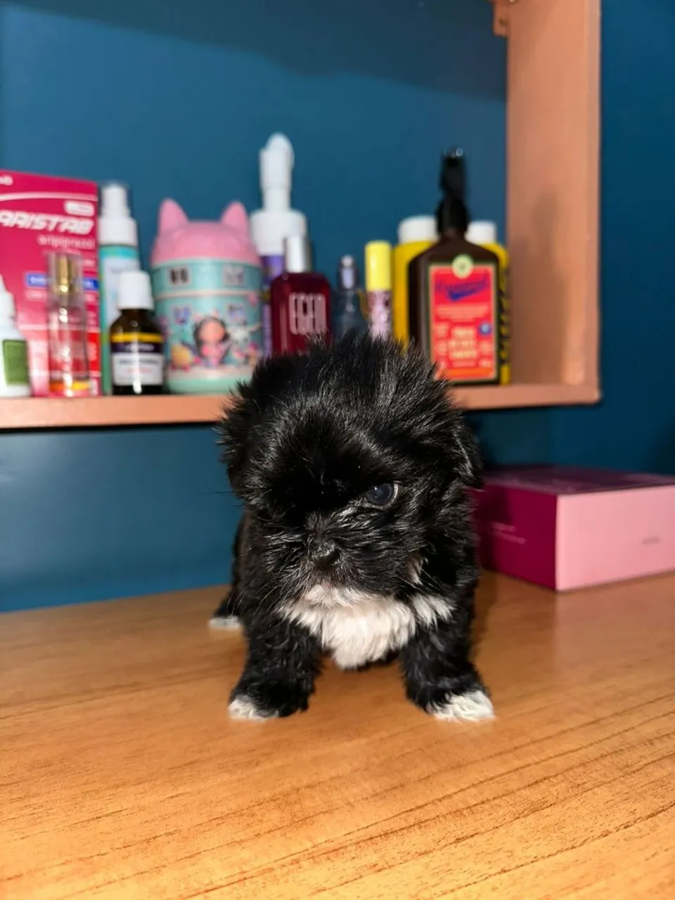 Filhote Shih Tzu Macho - Pelagem Exclusiva!